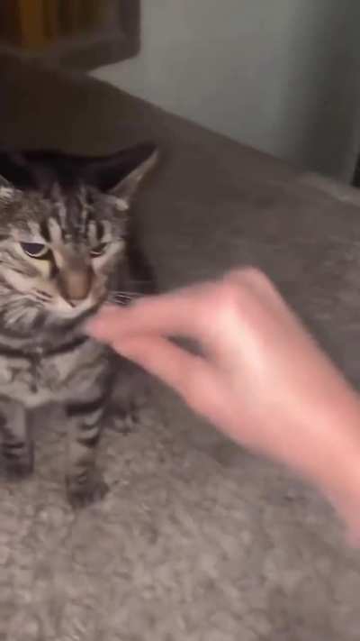 Don&rsquo;t piss the cat