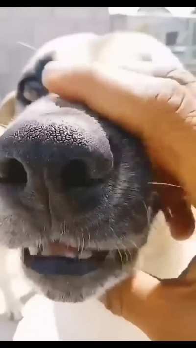 Man's best friend