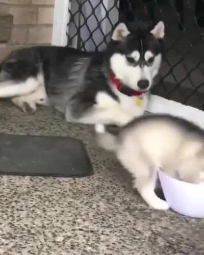 The new member of my family seems a bit silly