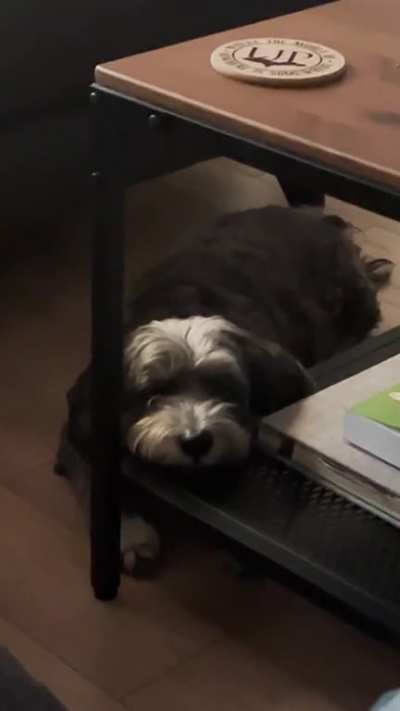 My dog during the season premiere of Yellowjackets