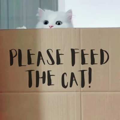 Please feed the cat!