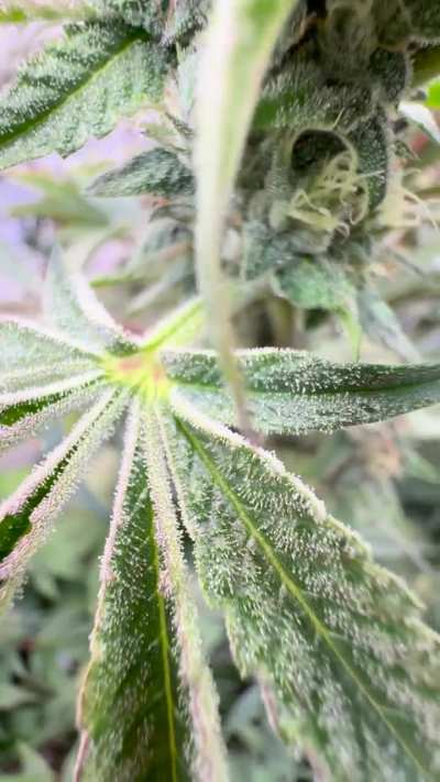 Diamond in the back by Solfire F 39