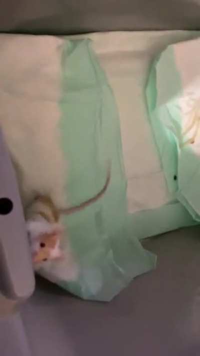 I was taking a video of my pet mouse and he scared tf out of me