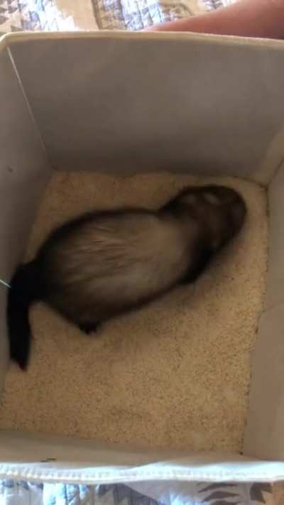 Ralph&rsquo;s first time in rice