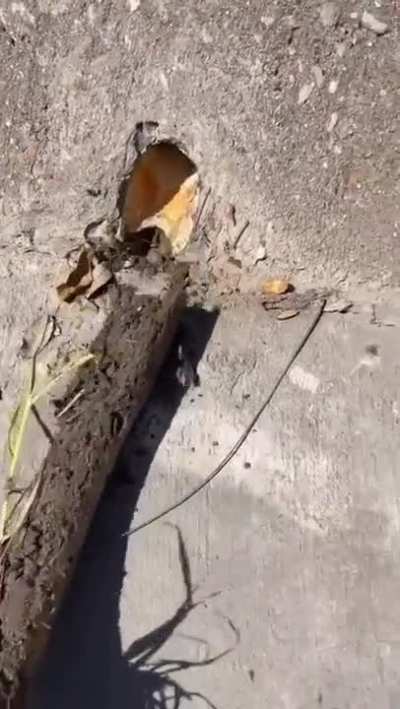 Pulling a weed with long roots (not OC)