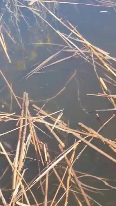 Toads in our lake