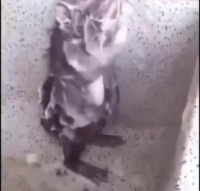 wunky rat 
