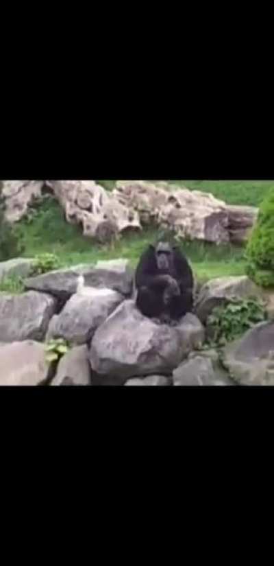 monke