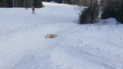 Who needs a sled?