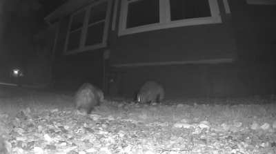 Even a cranky possum can&rsquo;t interrupt his dinner!!