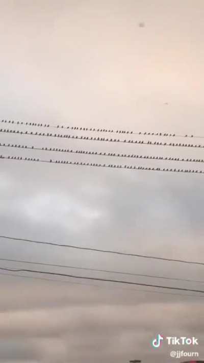The birds making room when another one arrives on the wire!