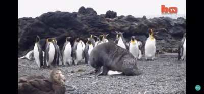 cursed_mating
