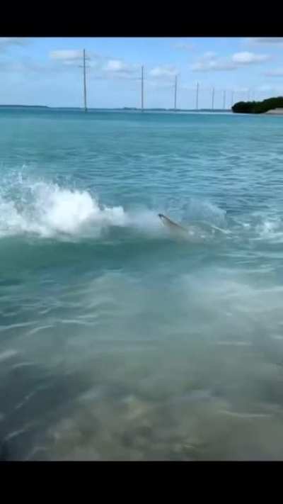 Tarpon takes one for the team