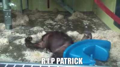 The story of Patrick.