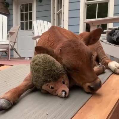 Man I love cows