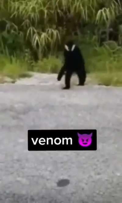 venoum