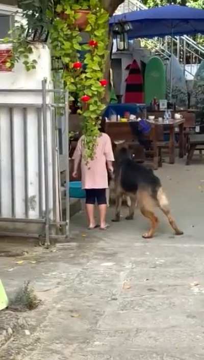 Help your dog win an argument