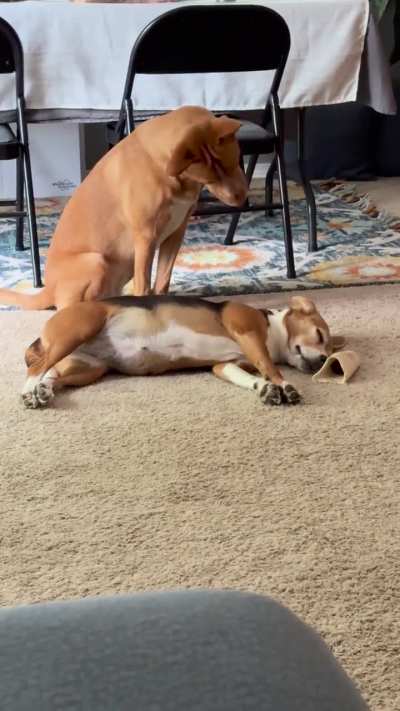 My friend&rsquo;s puppy not understanding why my 7 year old dog was so sleepy