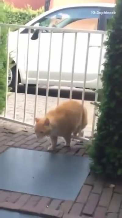 Cat was too chonky