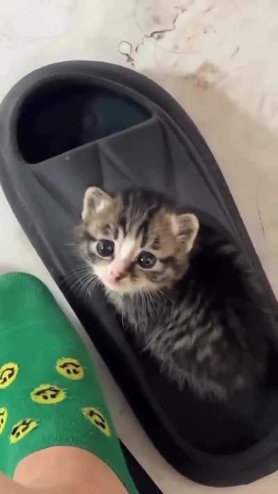 Not OC but I figured y&rsquo;all might appreciate how illegally smol this criminal is