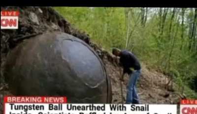 The snail