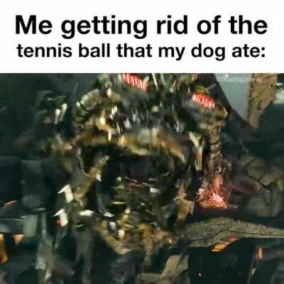 Me getting rid of the tennis ball that my dog ate: