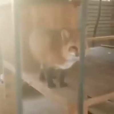 yay loud foxxo