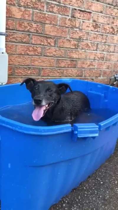 The dog be like look look I&rsquo;m swimming