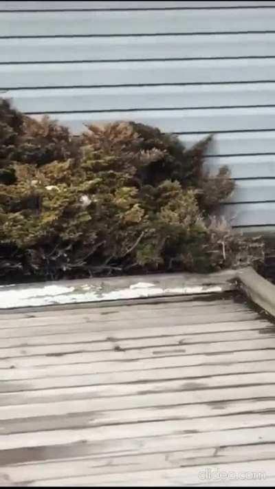 Bobcat vs squirrel in Calgary, Alberta