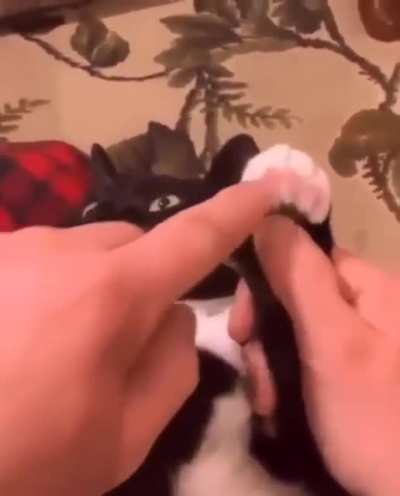 petted a cant