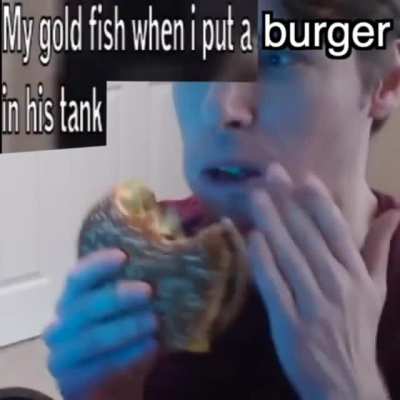 gold fish (: