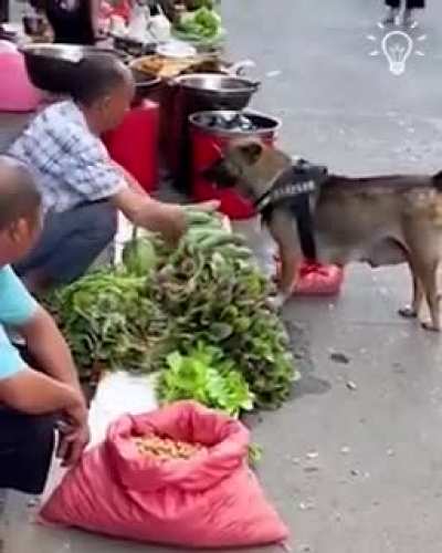 smart dog🤣