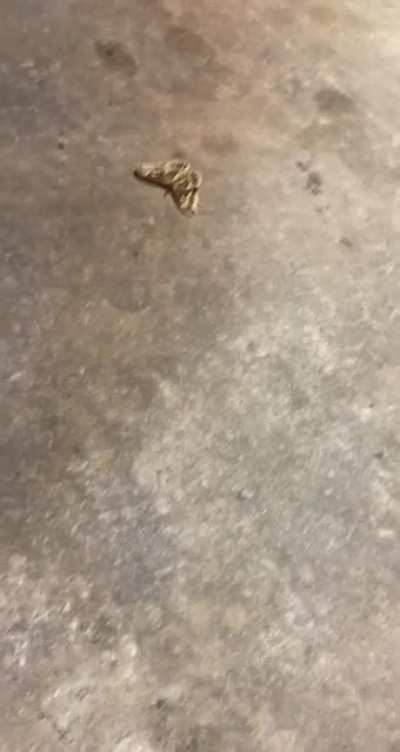 I&rsquo;m a little afraid of bugs. Part 2.