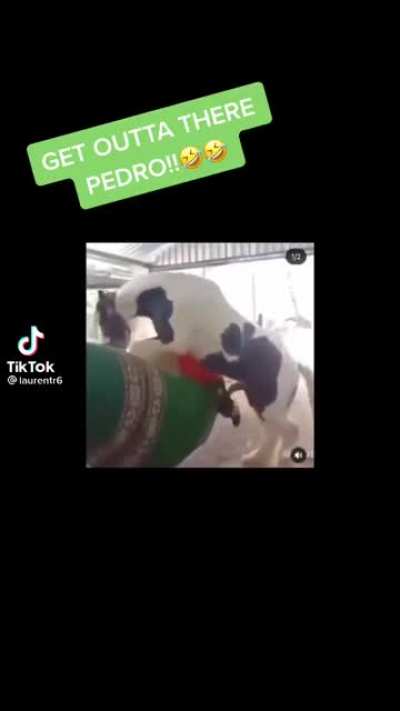 Pedro!