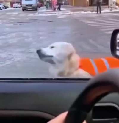 The dog literally explained to them:
&ldquo;Hey, he is a blind owner, stop bro stop bro.&rdquo;

(It's a training)