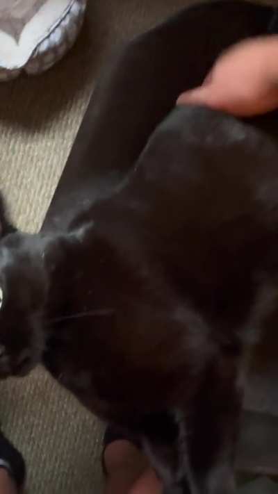Does anyone else&rsquo;s cat do this?