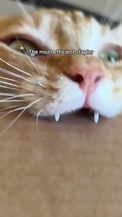That first crunch 