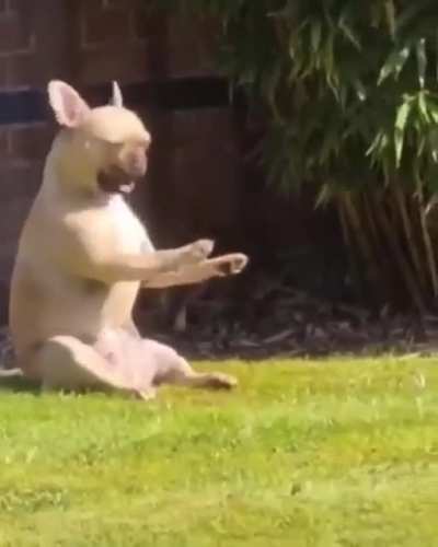 Doggo is vibing!
