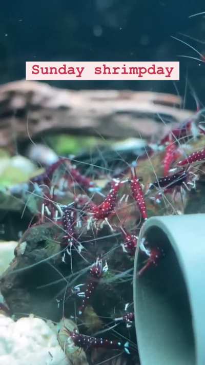 Sulawesi shrimp (white socks) eating biofilm