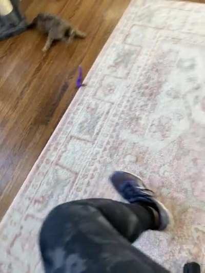 For the optimal work from home experience: 1) buy a cat fishing pole. 2) acquire a neurologically disabled cat. Attach said fishing pole to your office chair and twirl. Never ending entertainment.