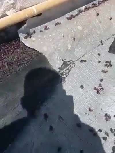 Cascarudos