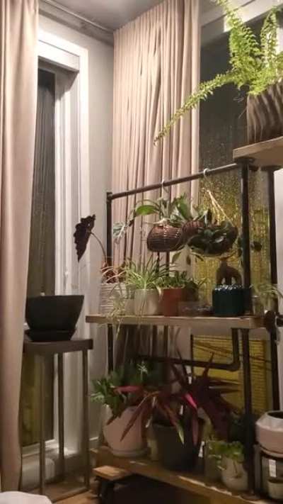 Just enjoying the rain in the plants' room