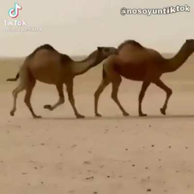 HALAL HAMER 😱😱😱👺👺👺