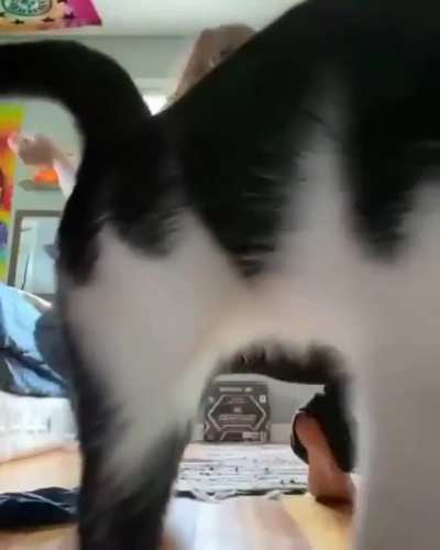 posted this to cats being assholes and they told me it wasn't being an asshole so i can't say 'patrolled' on this