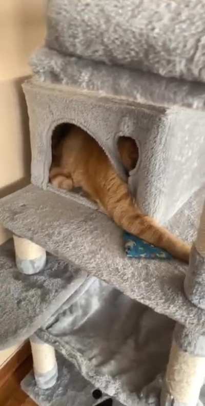 Cat attack