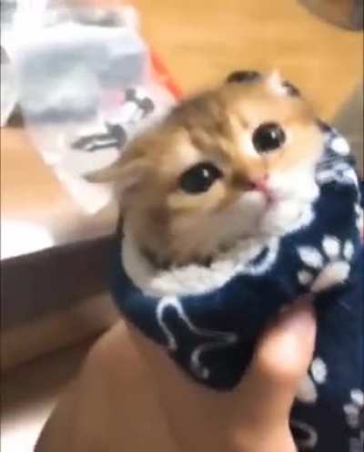 Want this adorable "Purrito"?