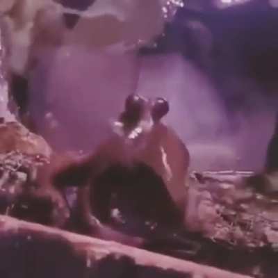 An octopus is one of the most intelligent creatures on the planet. Here's one copying a wave 'hello'