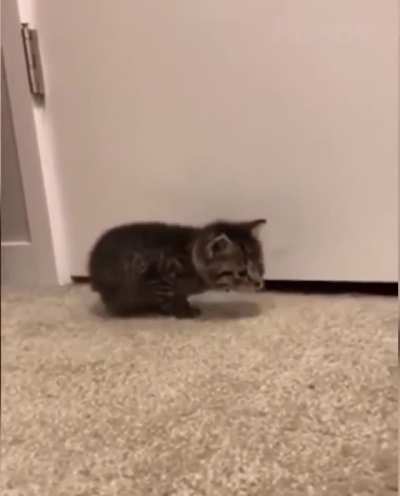 fierce and tiny warrior kitten