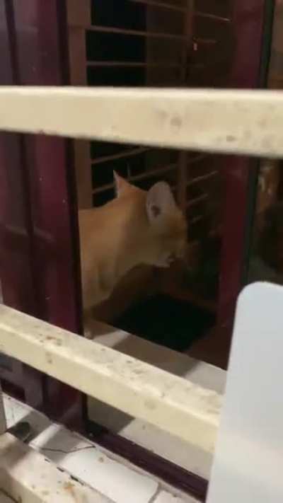 This cat appearing at my kitchen window while I was busy preparing dinner