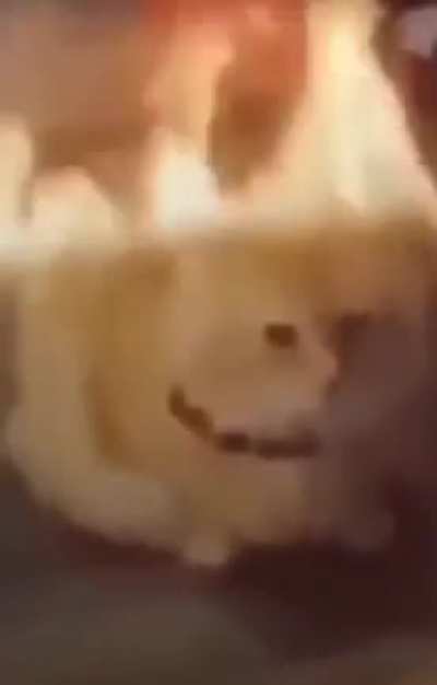 blursed cat